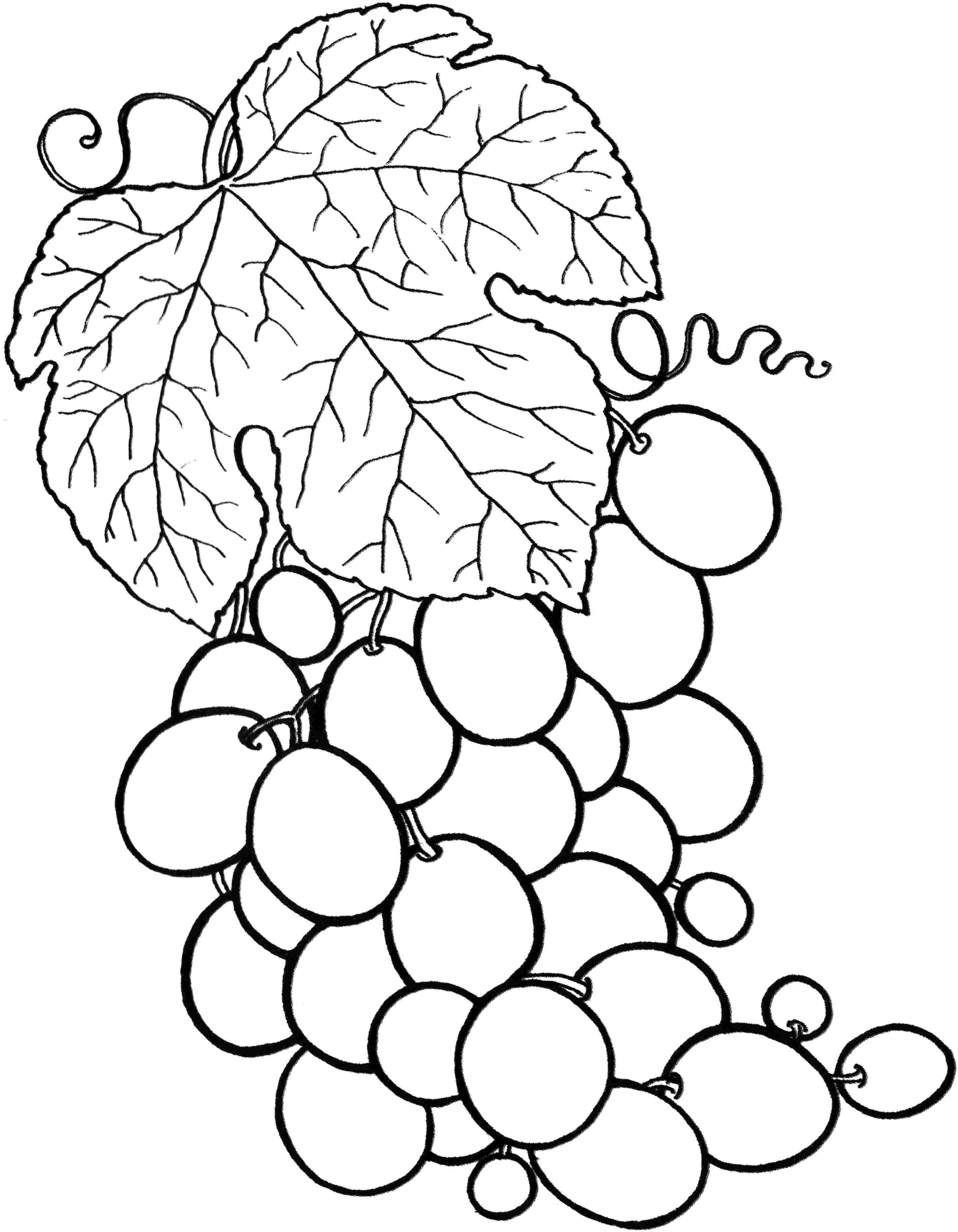 Fruits Coloring Pages Printable 15