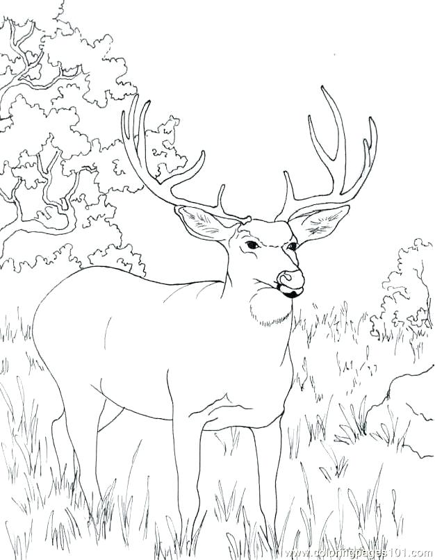 40 Coloring Pictures Of Deer 26