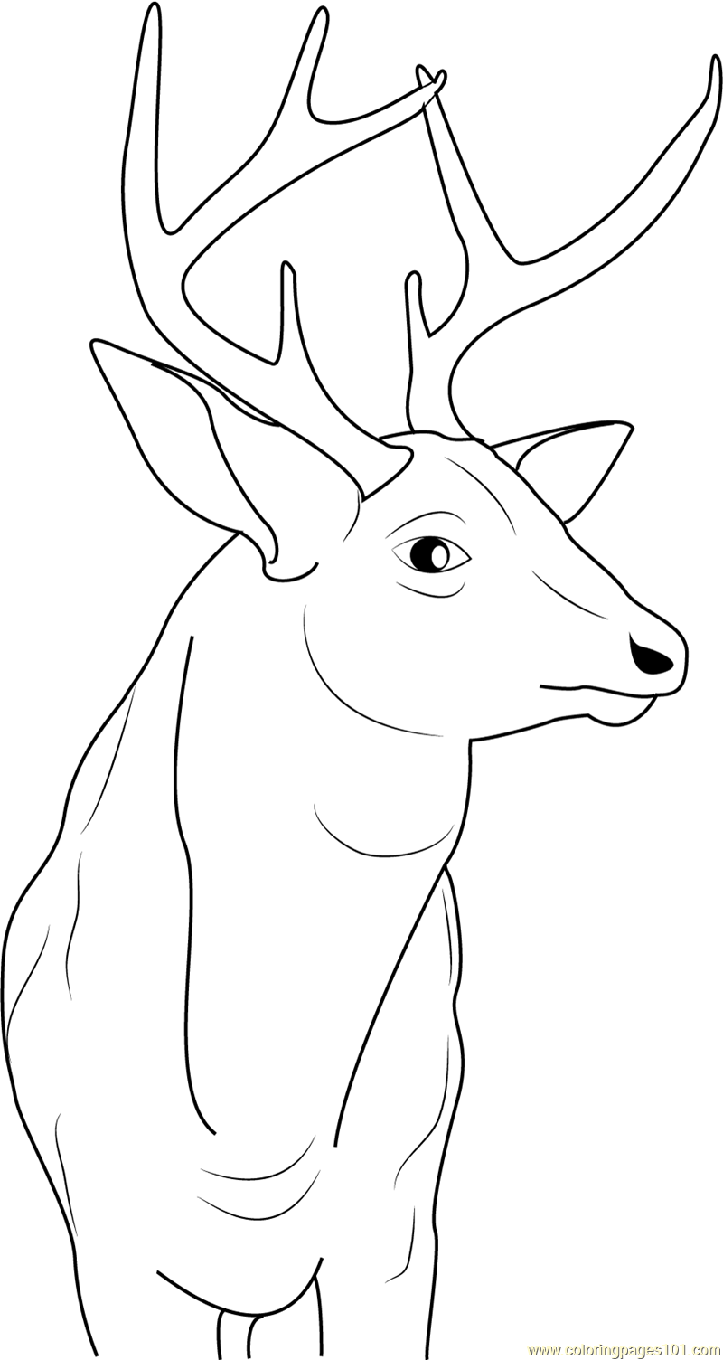 40 Coloring Pictures Of Deer 29