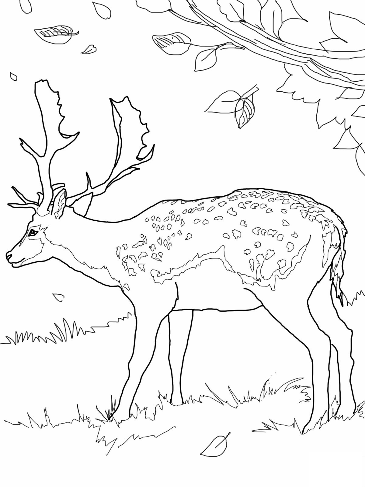 40 Coloring Pictures Of Deer 38