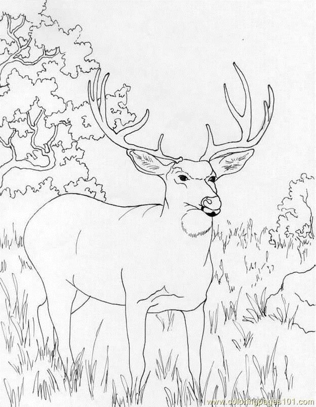 40 Coloring Pictures Of Deer 39