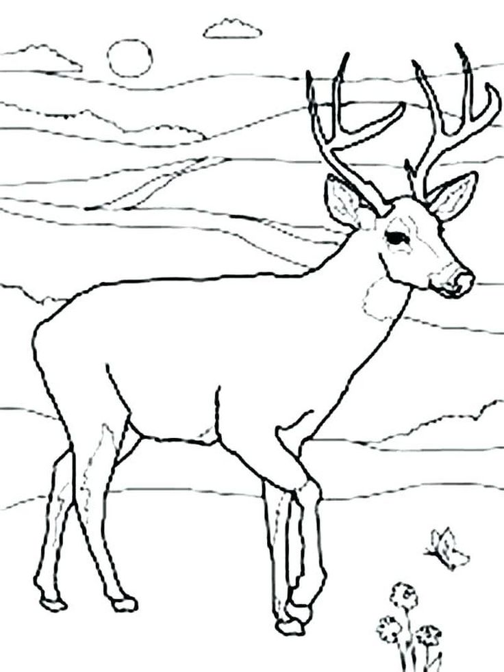 40 Coloring Pictures Of Deer 44