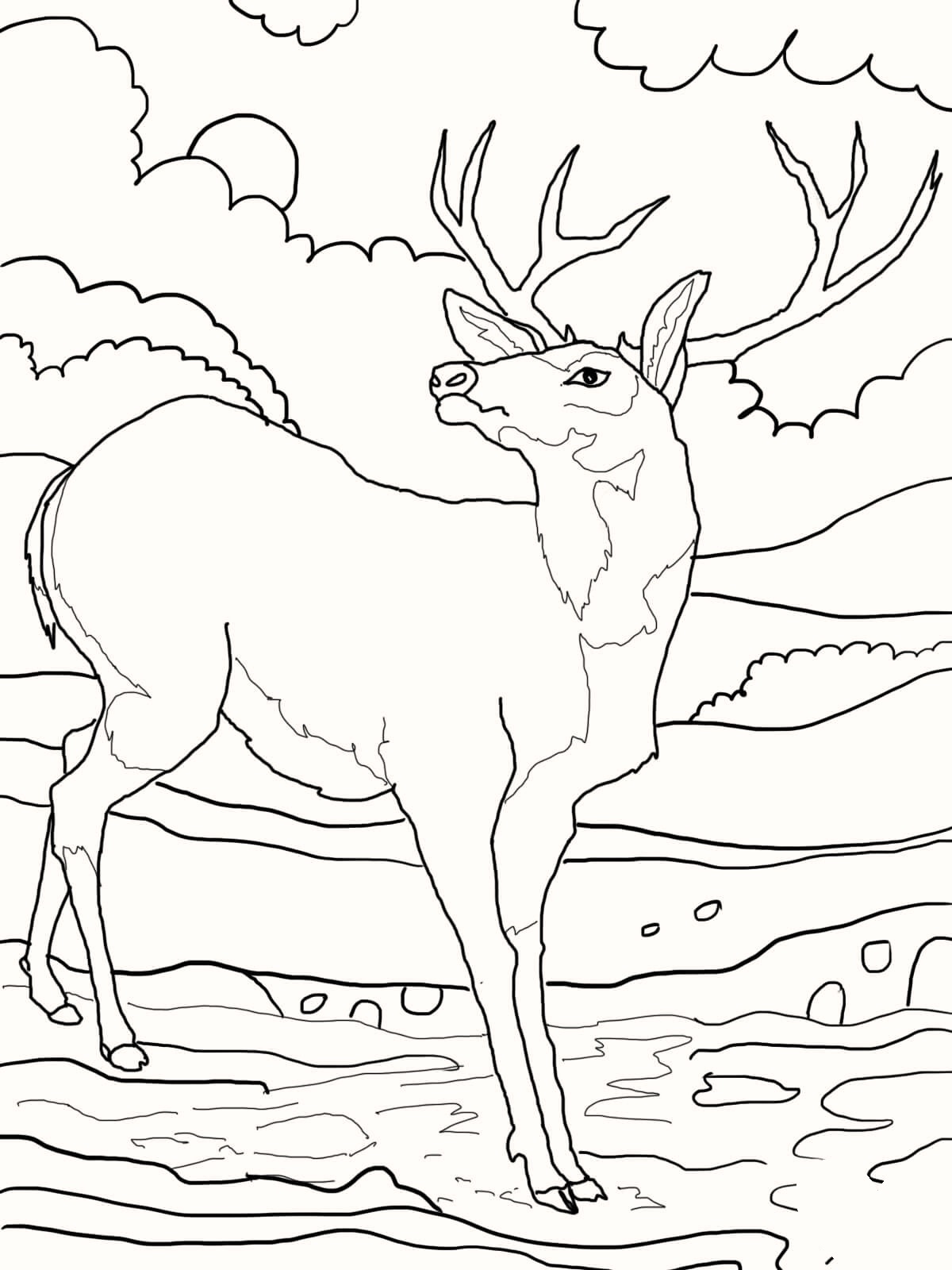 40 Coloring Pictures Of Deer 45