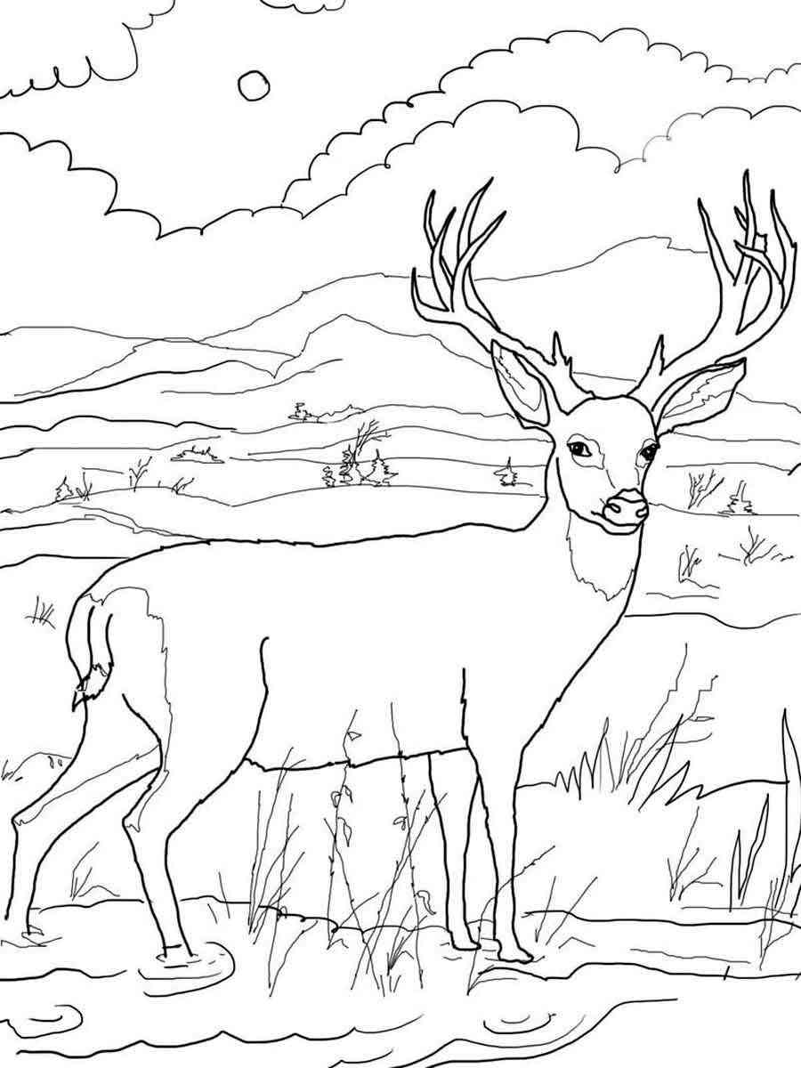 40 Coloring Pictures Of Deer 46