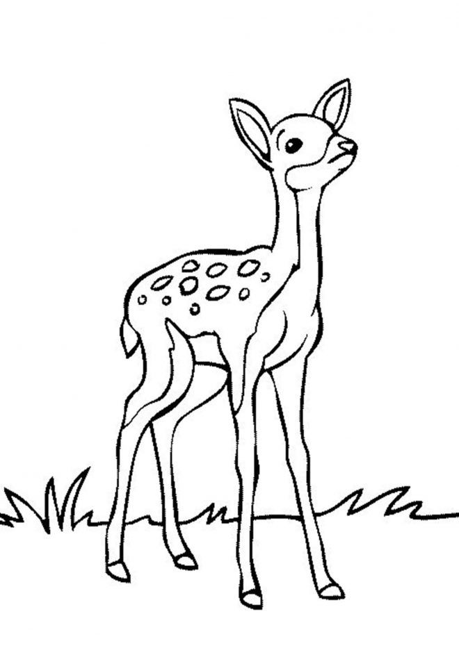 40 Coloring Pictures Of Deer 47