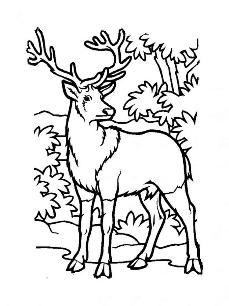 40 Coloring Pictures Of Deer 48