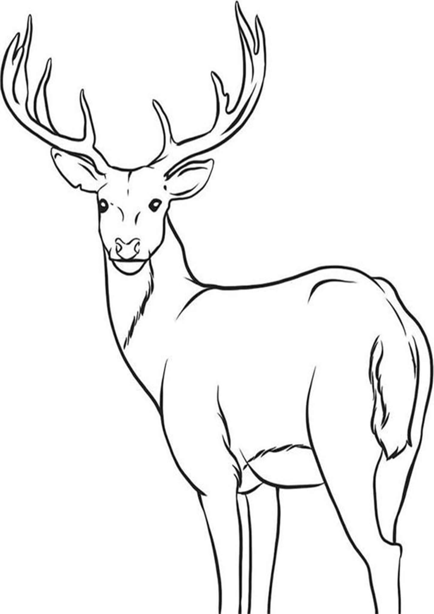 40 Coloring Pictures Of Deer 8