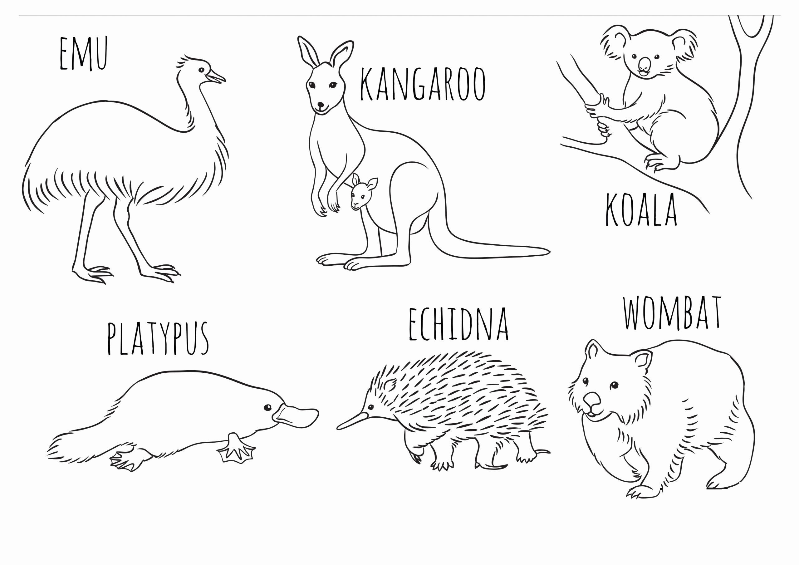 45 Australian Coloring Pages 14