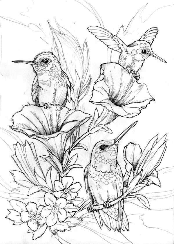 45 Coloring Pages Of Hummingbirds 101