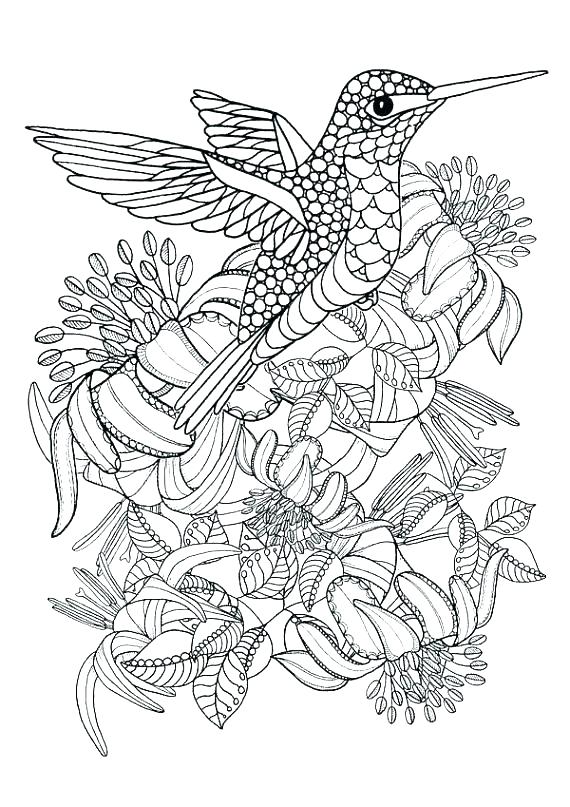 45 Coloring Pages Of Hummingbirds 103