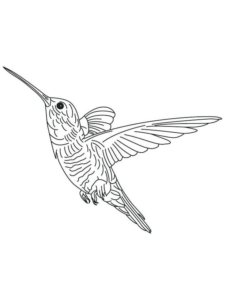 45 Coloring Pages Of Hummingbirds 106