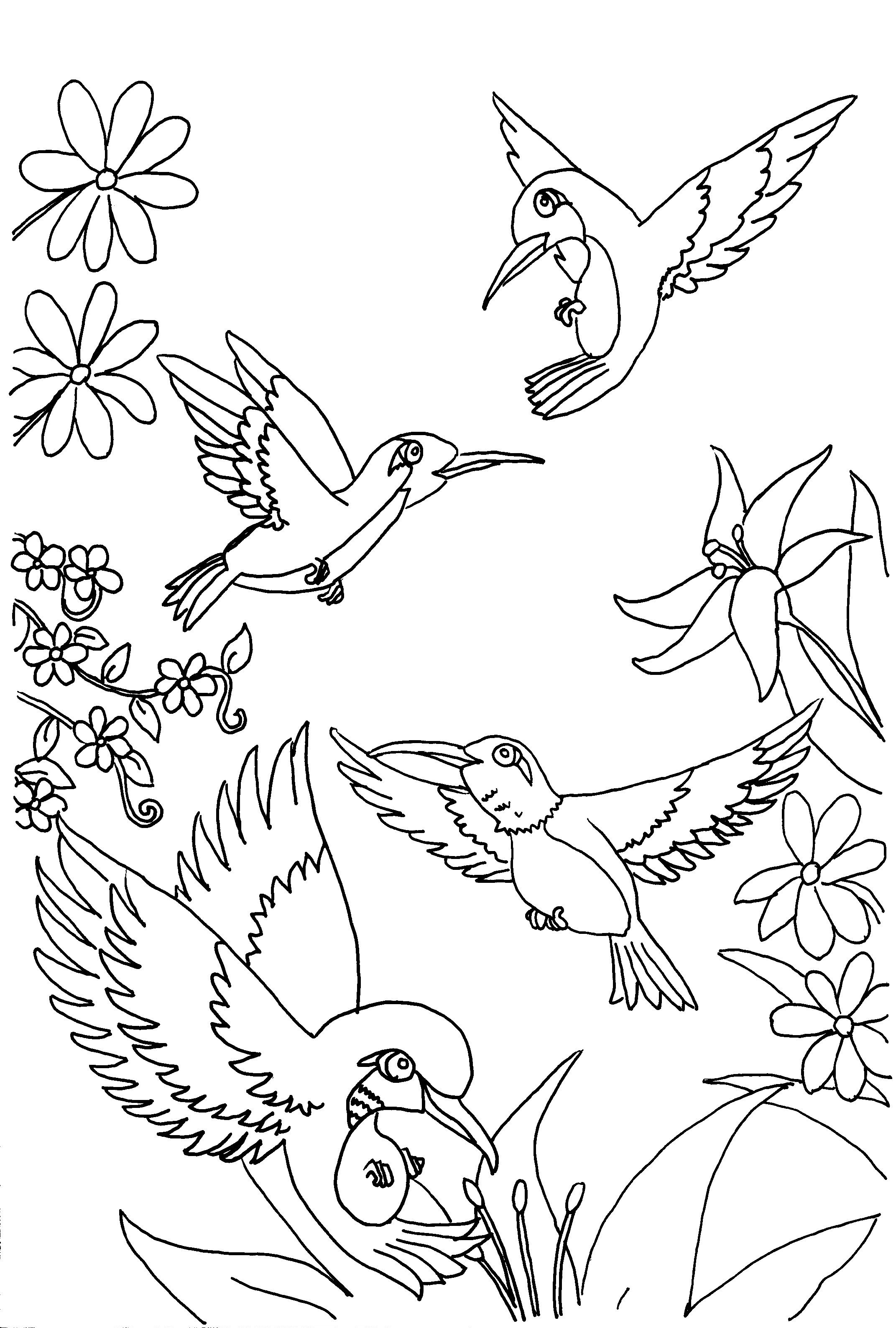 45 Coloring Pages Of Hummingbirds 107