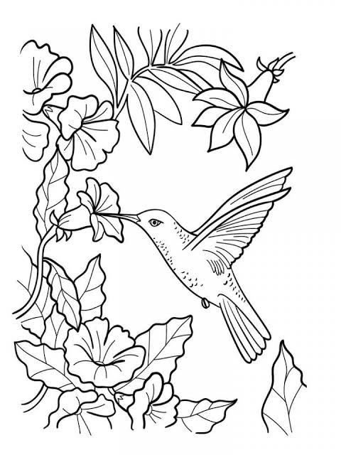 45 Coloring Pages Of Hummingbirds 108