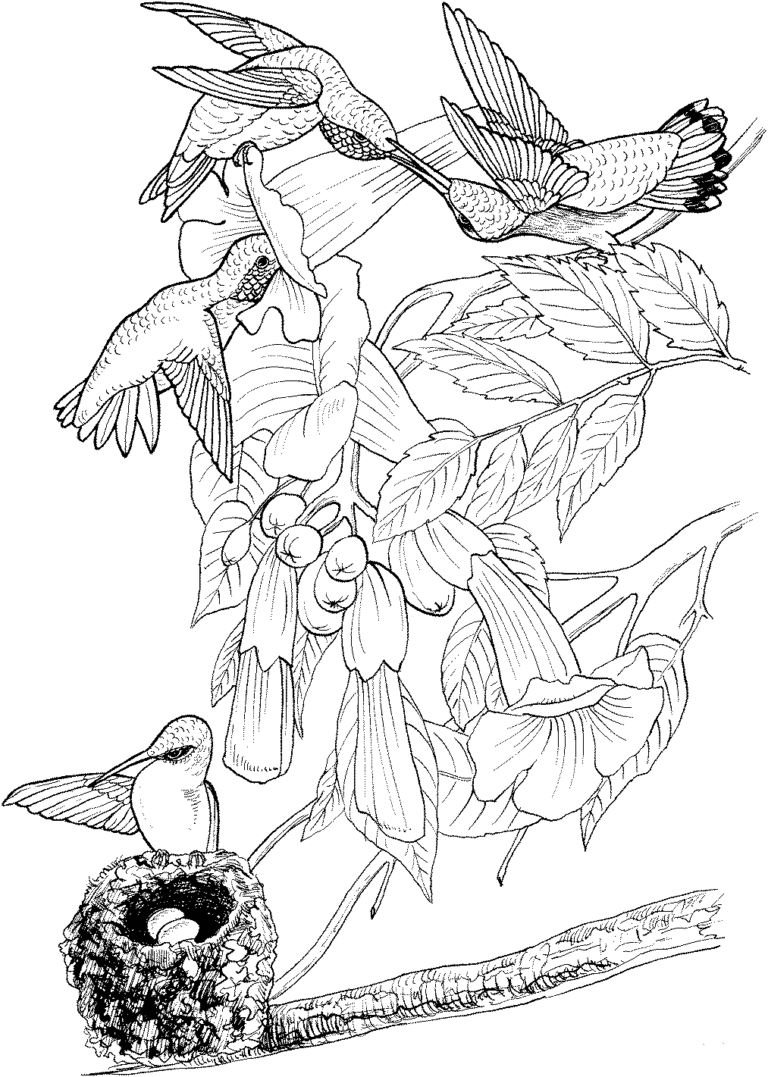 45 Coloring Pages Of Hummingbirds 109