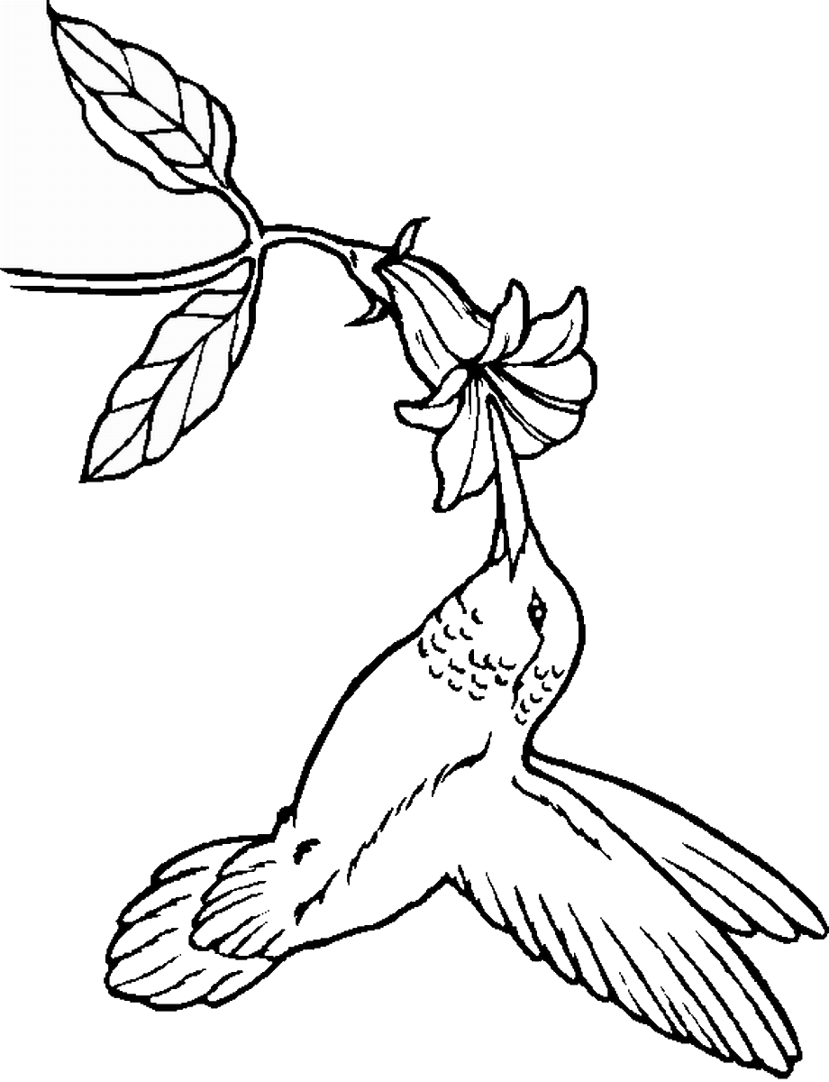 45 Coloring Pages Of Hummingbirds 112