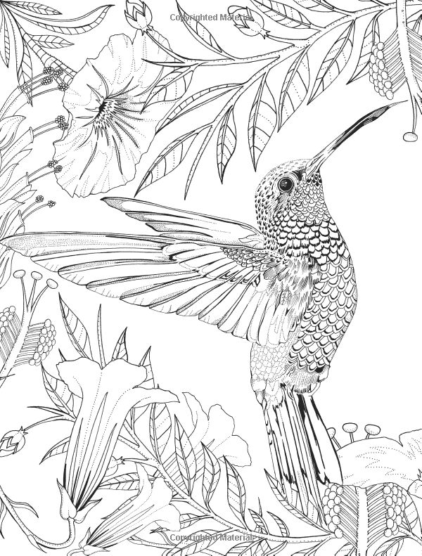 45 Coloring Pages Of Hummingbirds 15