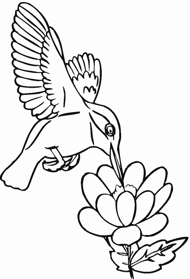 45 Coloring Pages Of Hummingbirds 16