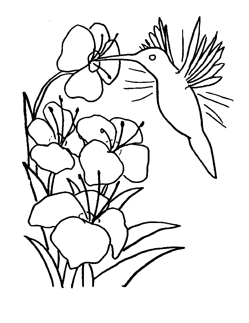 45 Coloring Pages Of Hummingbirds 18