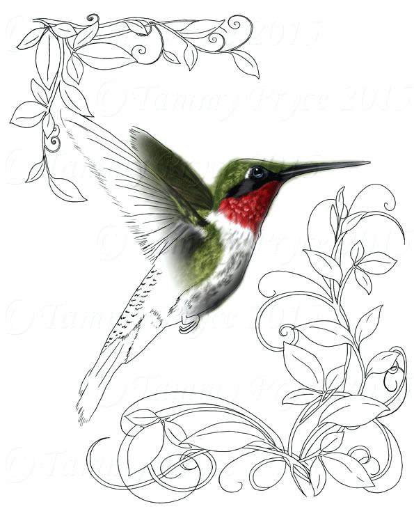 45 Coloring Pages Of Hummingbirds 21