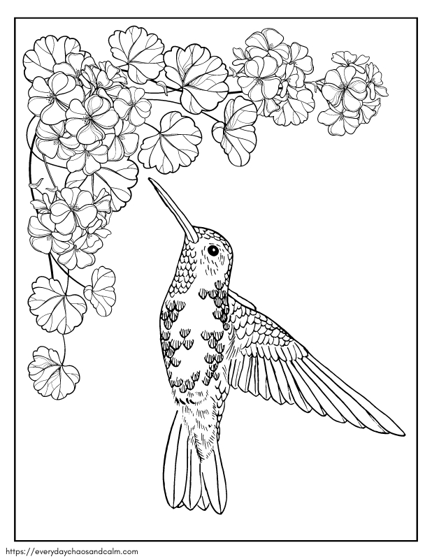 45 Coloring Pages Of Hummingbirds 24