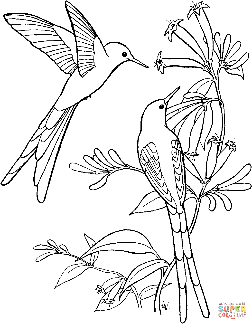 45 Coloring Pages Of Hummingbirds 25