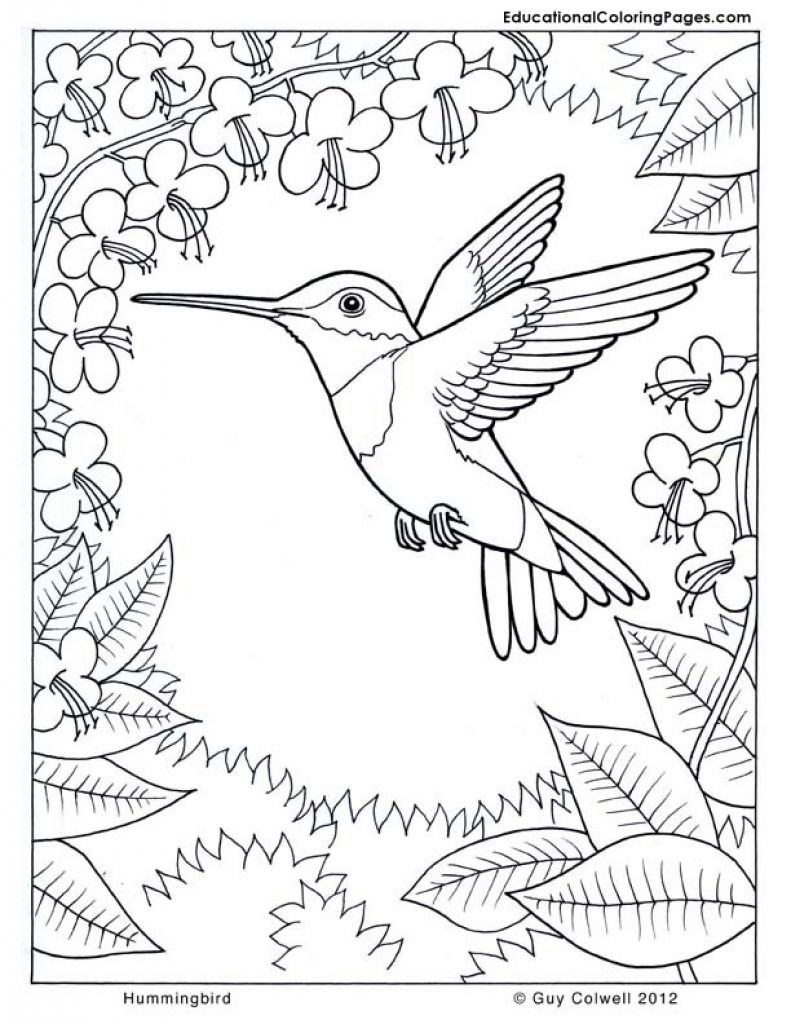 45 Coloring Pages Of Hummingbirds 27