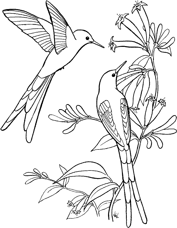 45 Coloring Pages Of Hummingbirds 29