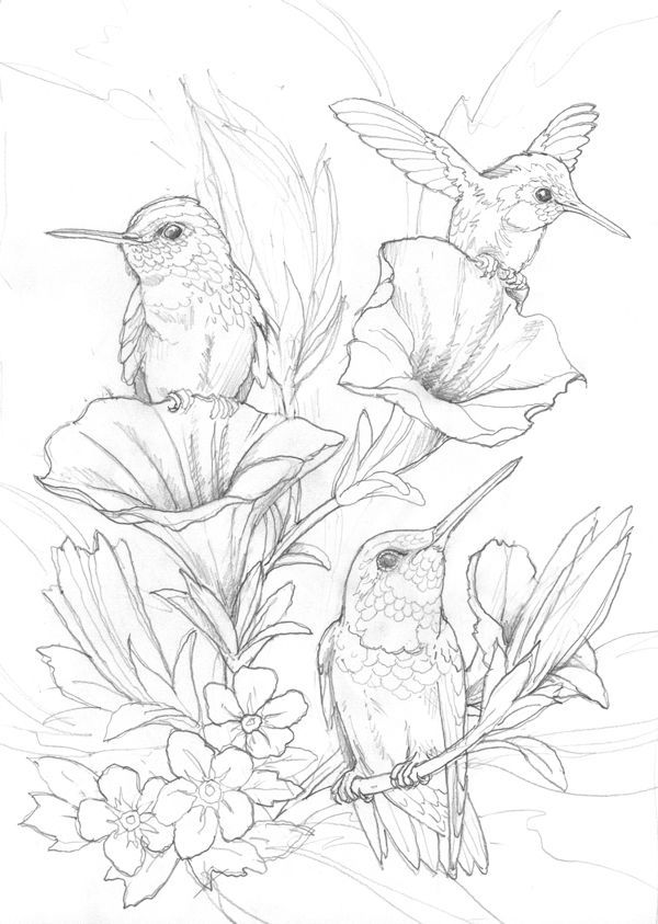 45 Coloring Pages Of Hummingbirds 31