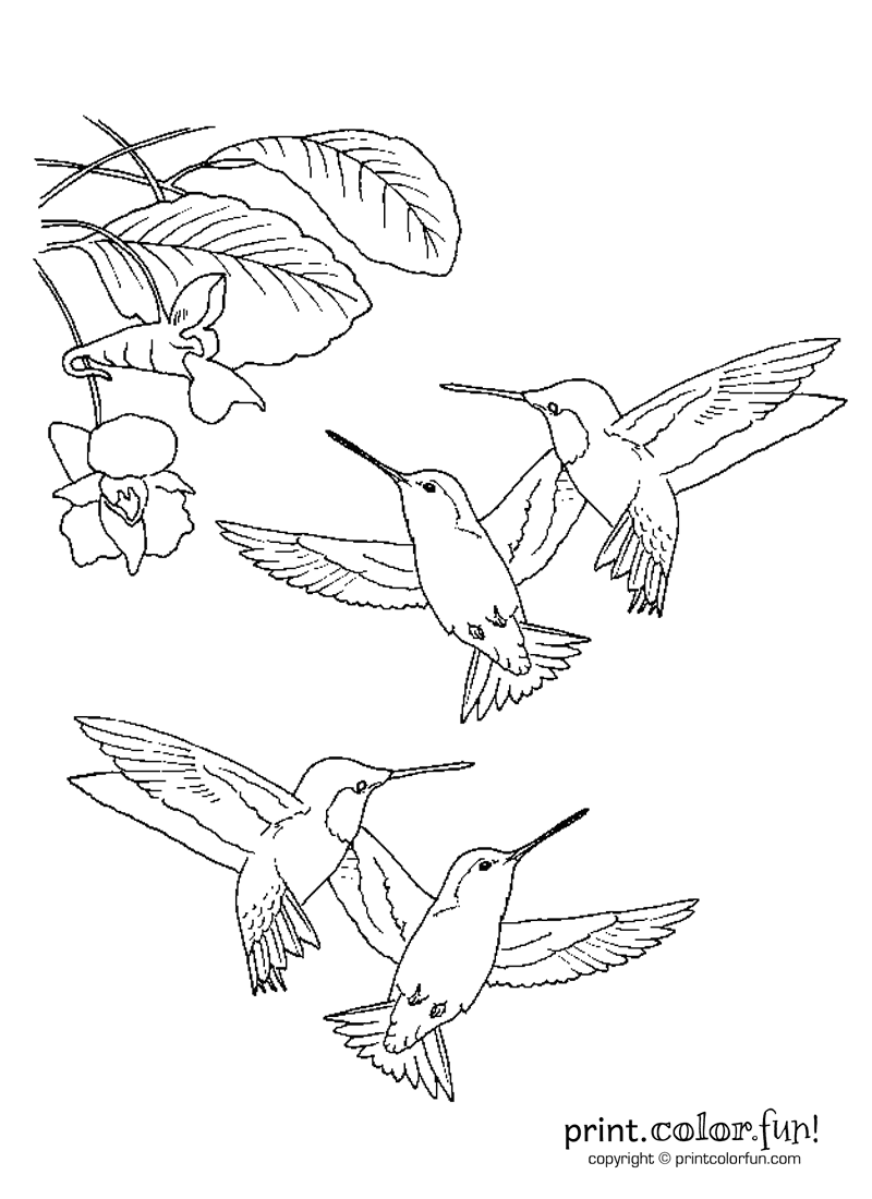 45 Coloring Pages Of Hummingbirds 42