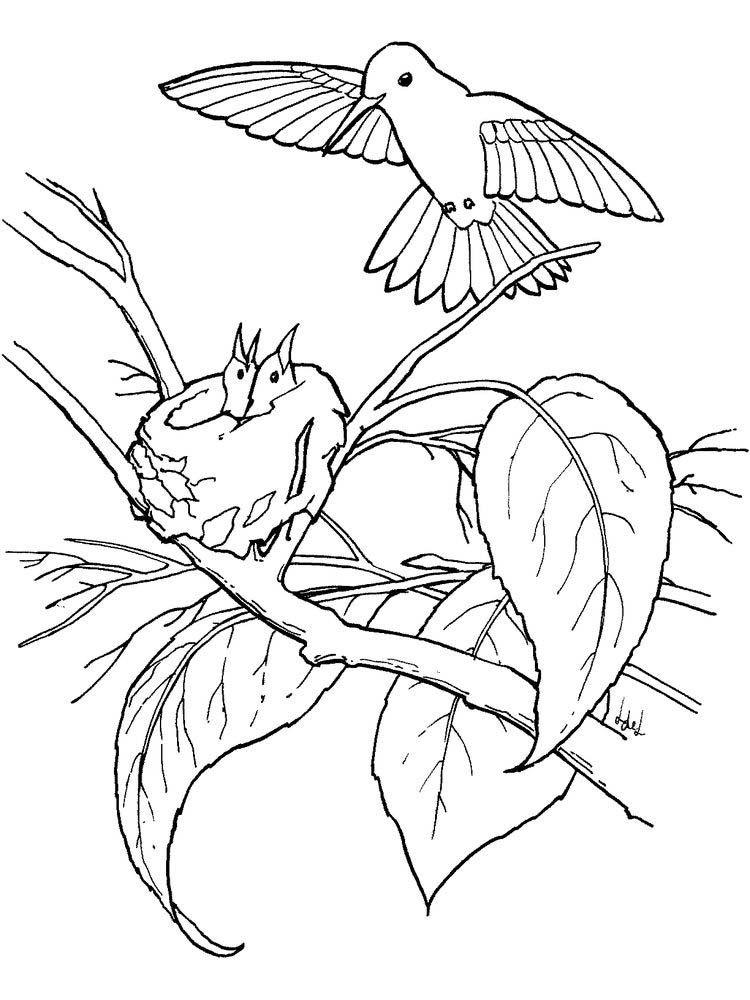 45 Coloring Pages Of Hummingbirds 45