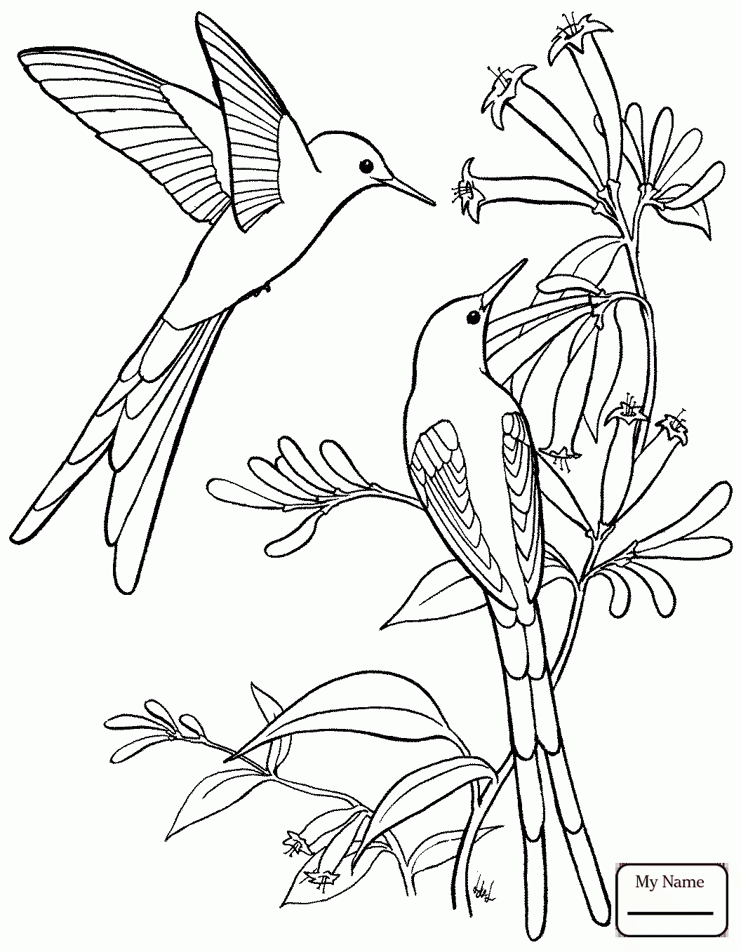 45 Coloring Pages Of Hummingbirds 47