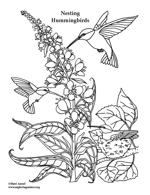 45 Coloring Pages Of Hummingbirds 48