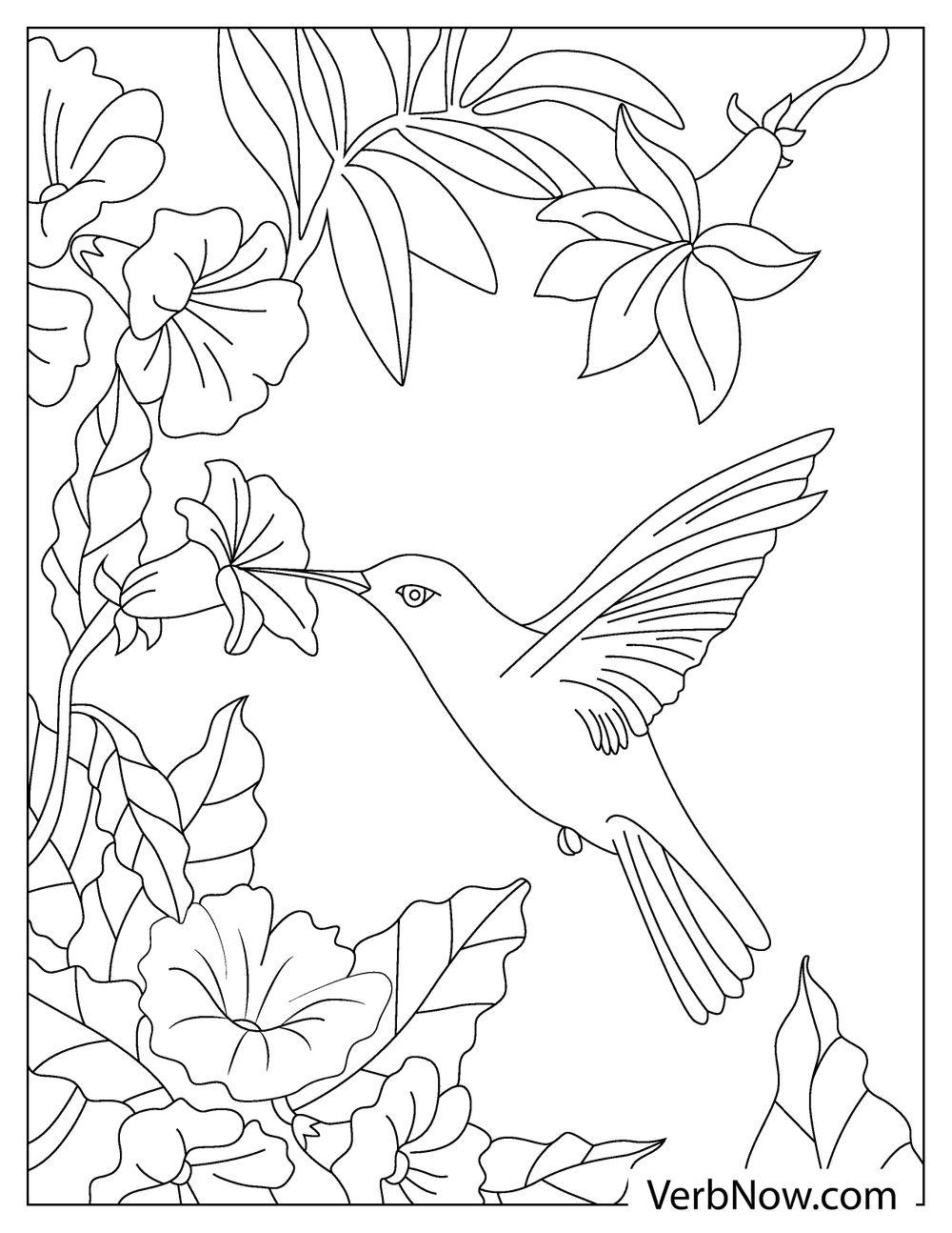 45 Coloring Pages Of Hummingbirds 49