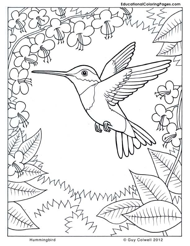 45 Coloring Pages Of Hummingbirds 50