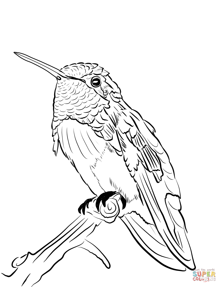 45 Coloring Pages Of Hummingbirds 52