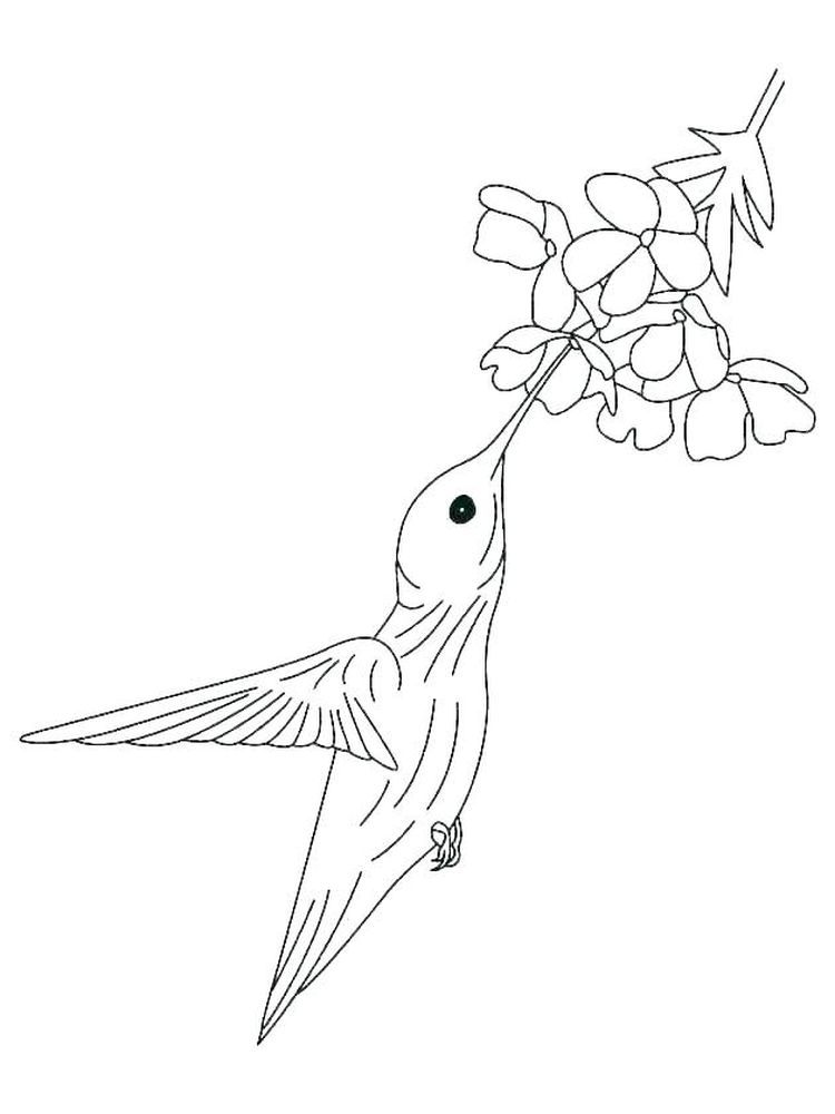 45 Coloring Pages Of Hummingbirds 54