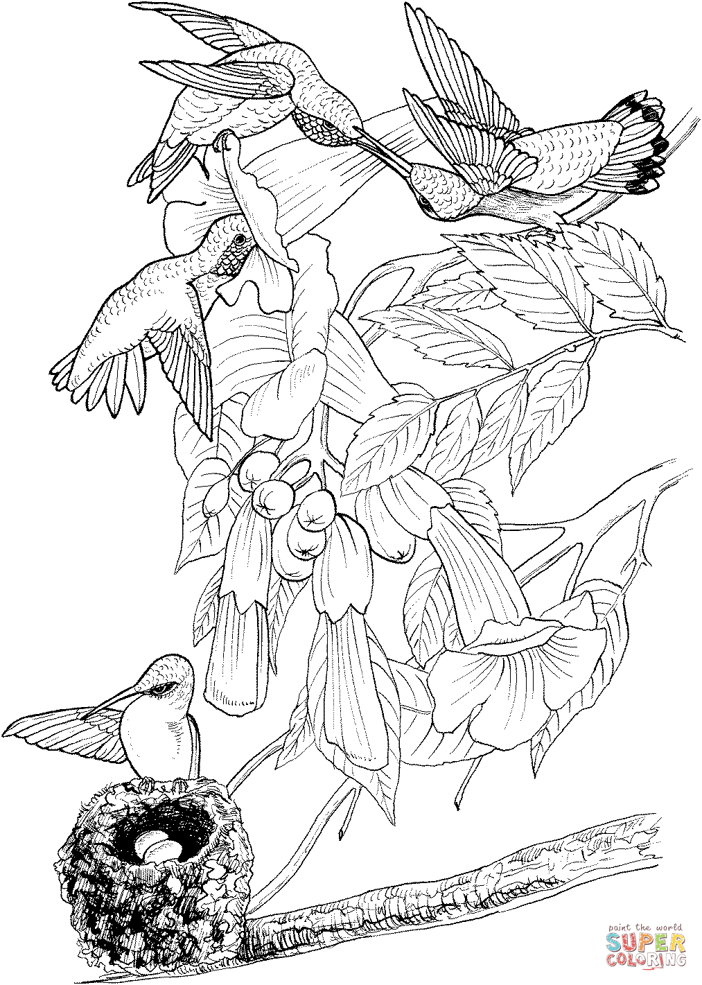 45 Coloring Pages Of Hummingbirds 74