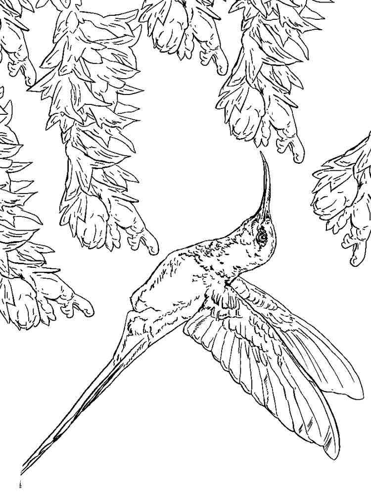 45 Coloring Pages Of Hummingbirds 76