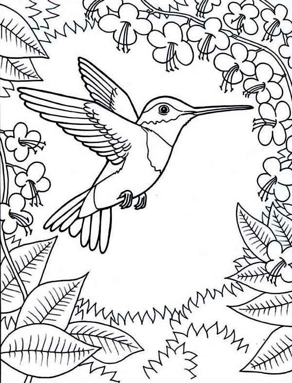 45 Coloring Pages Of Hummingbirds 79