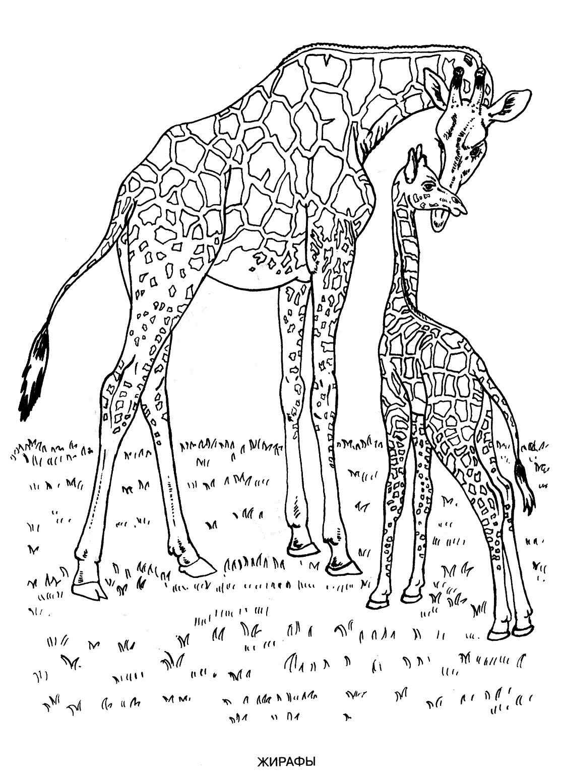 45 Free Animal Coloring Pages Printable 48