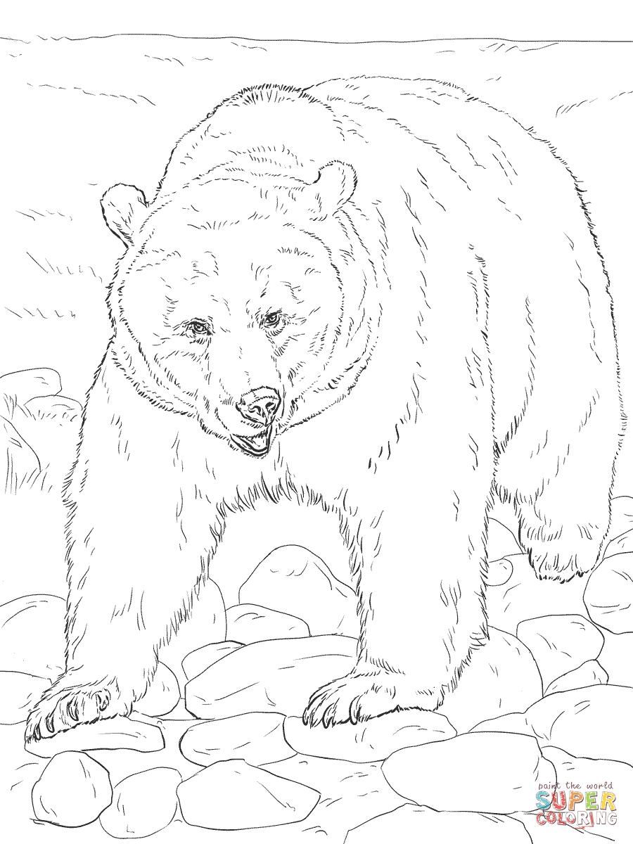 50 Brown Bear Coloring Page 21