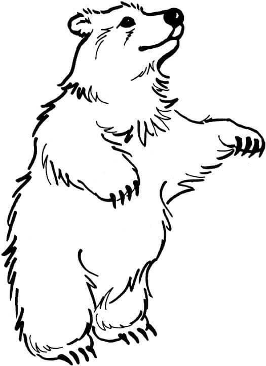 50 Brown Bear Coloring Page 36