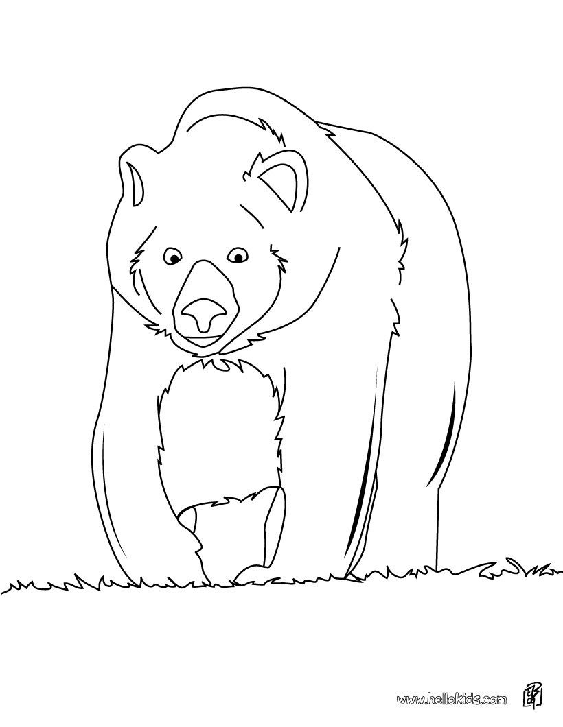 50 Brown Bear Coloring Page 53