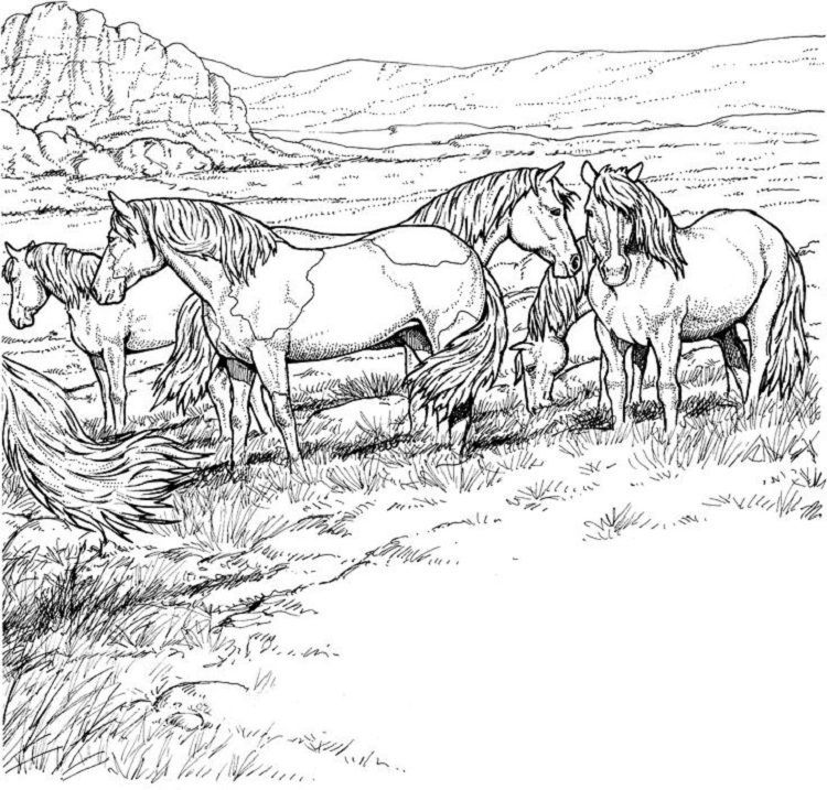 50 Horses Coloring Sheets 49