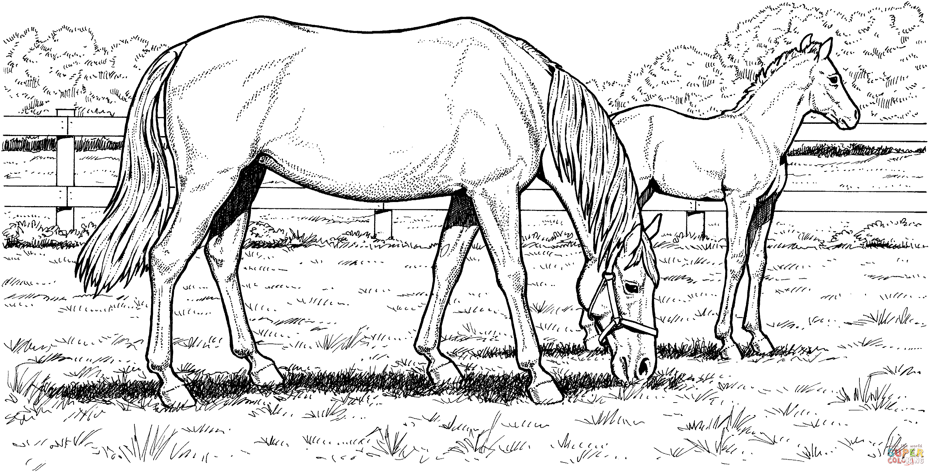 50 Horses Coloring Sheets 8