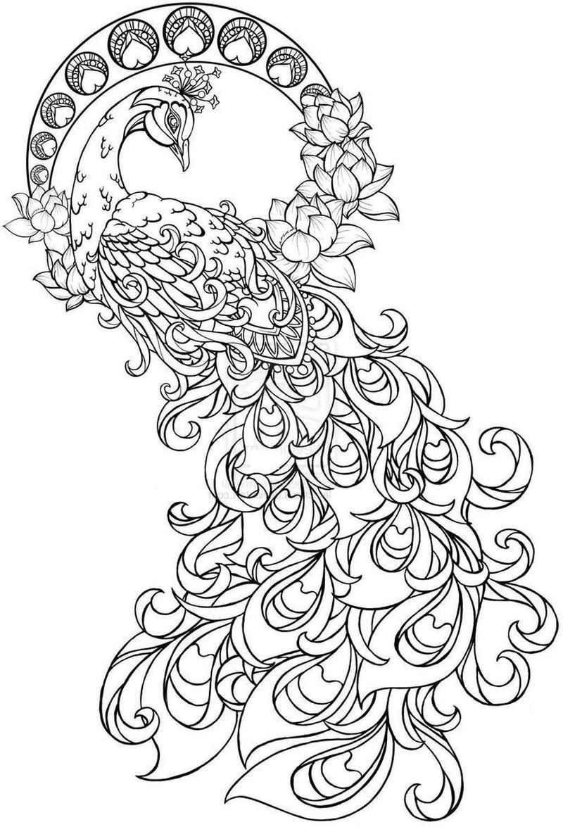 50 Peacock Coloring Sheet 30