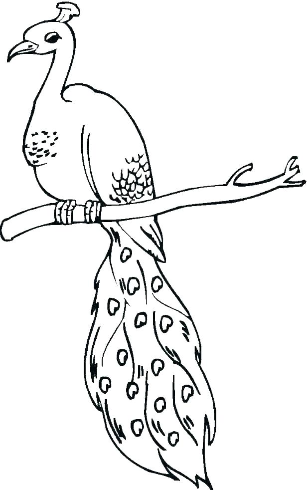 50 Peacock Coloring Sheet 32