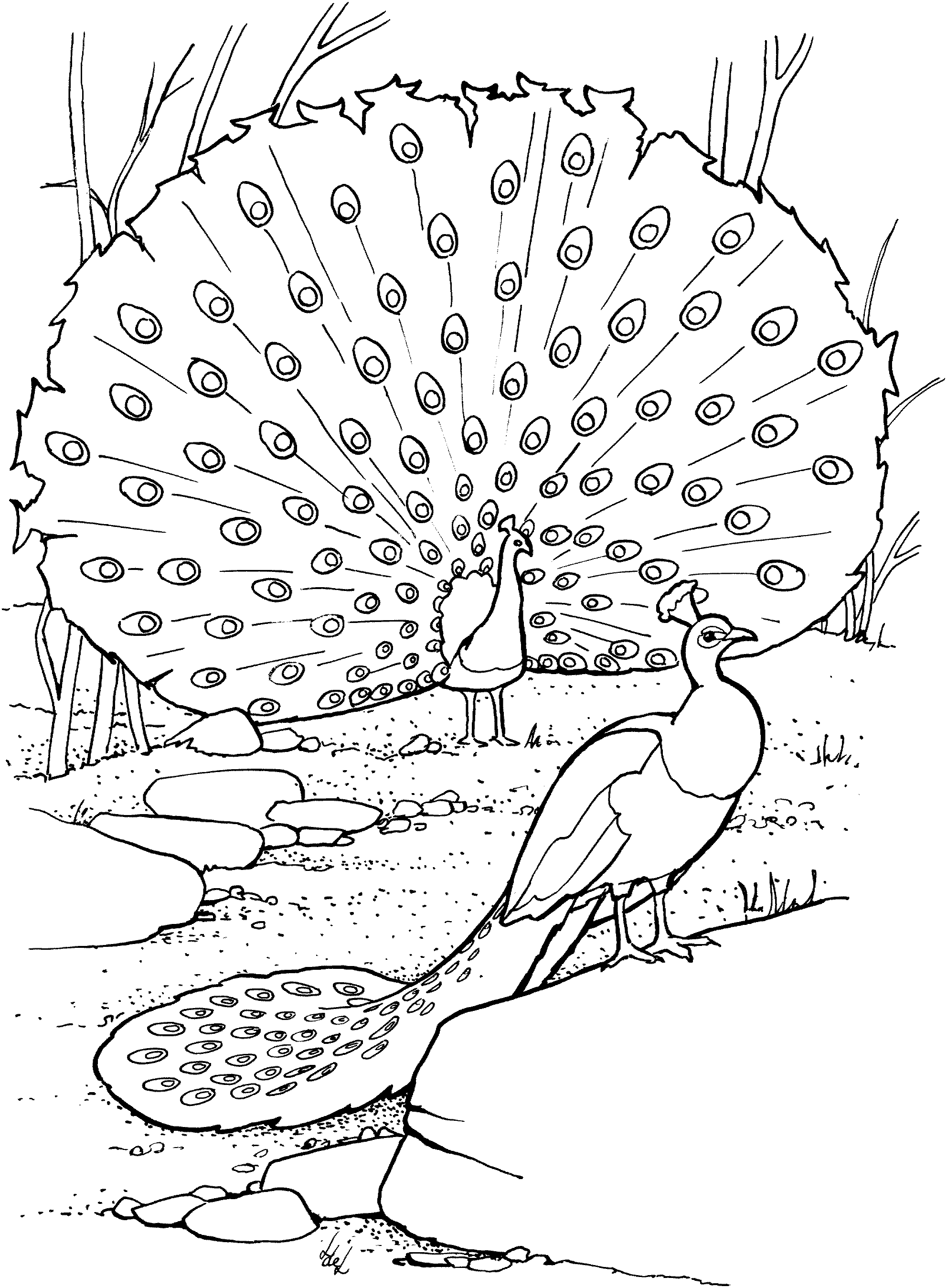 50 Peacock Coloring Sheet 33