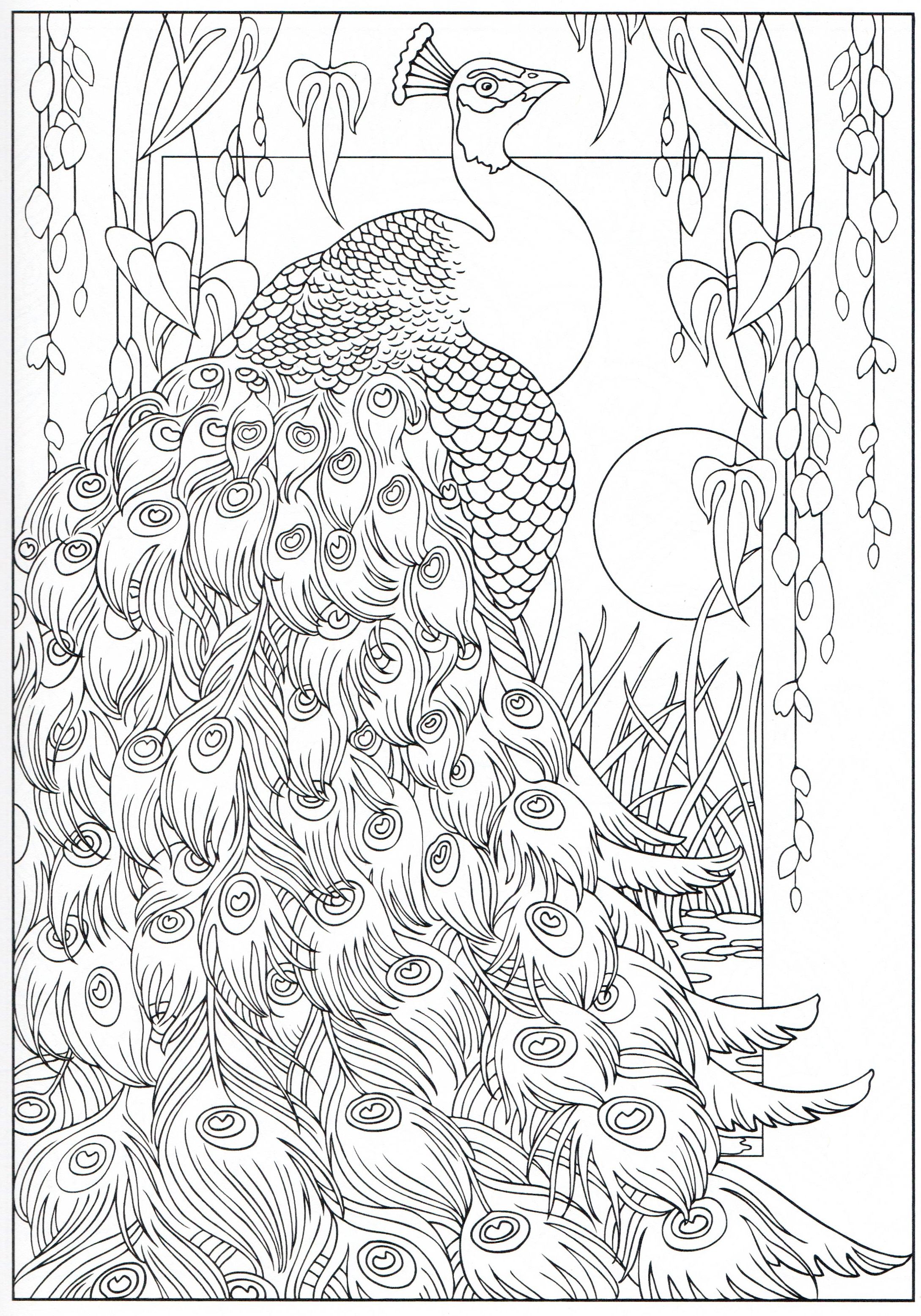 50 Peacock Coloring Sheet 34