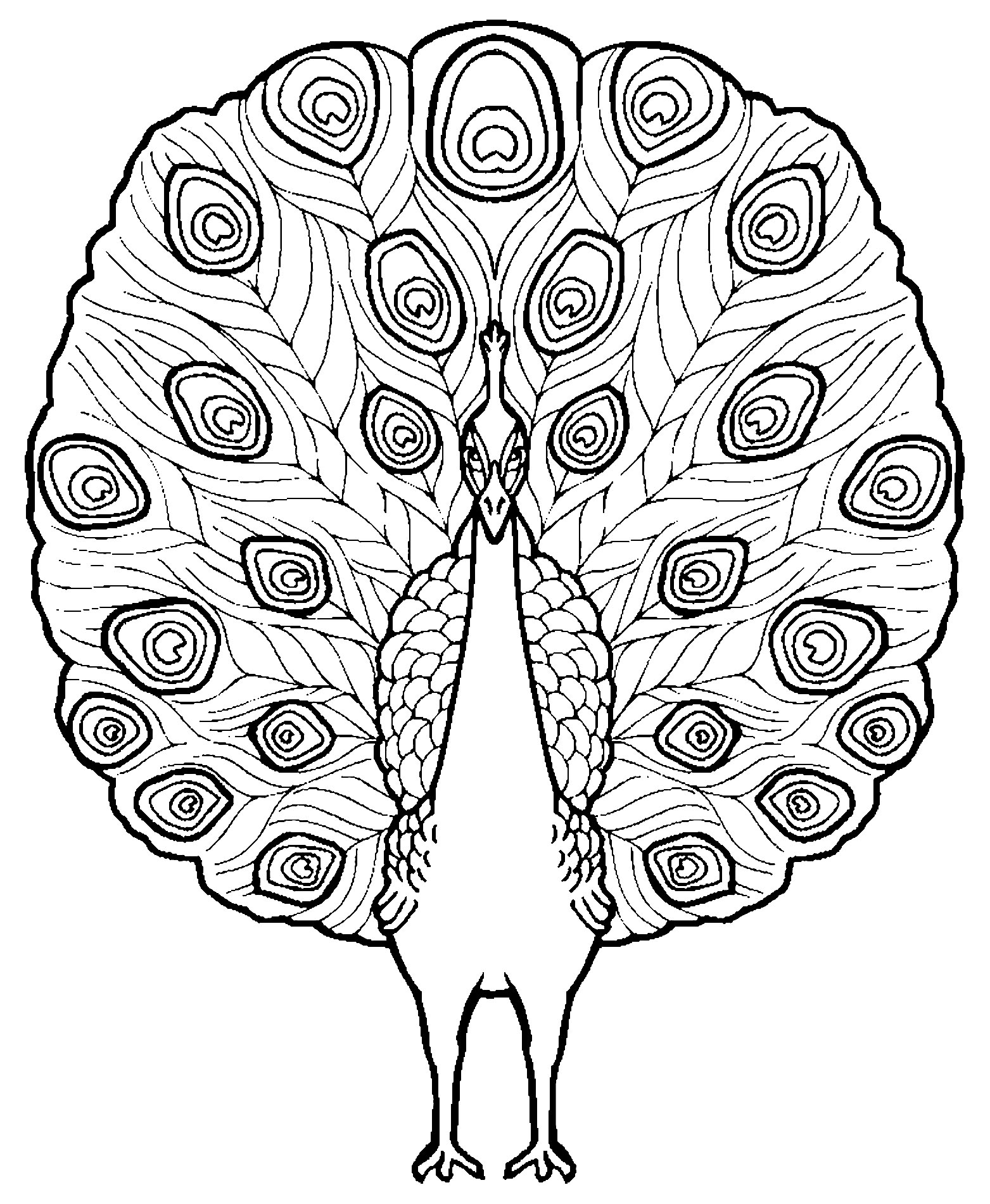 50 Peacock Coloring Sheet 38